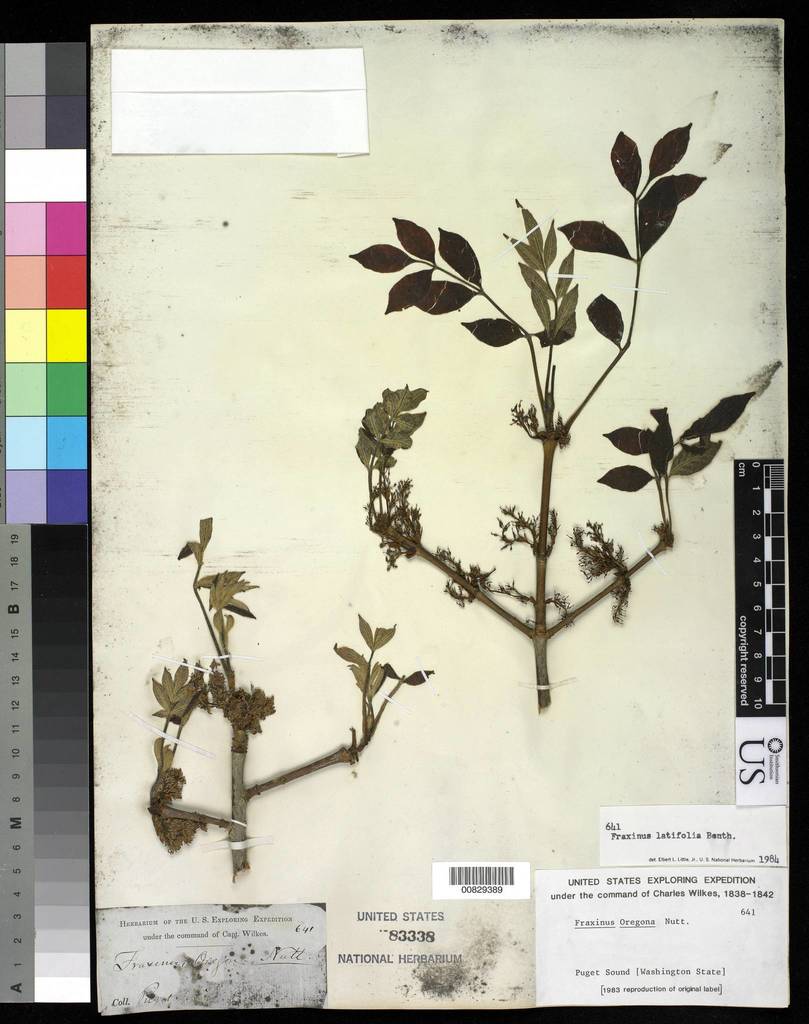 oregon ash (Trees & Shrubs of the Sunol Region - BioBlitz ...