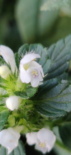 Common hemp-nettle