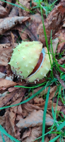 horse-chestnut