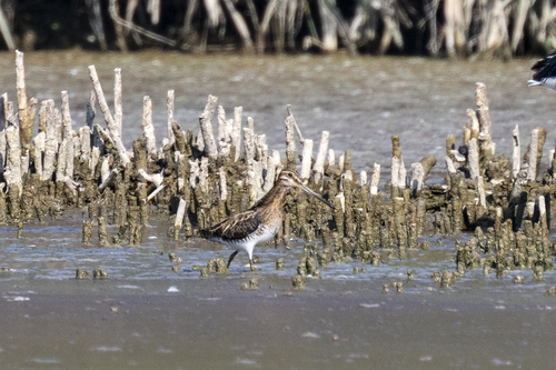 Common Snipe