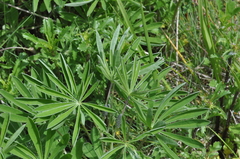 Lupinus oreganus