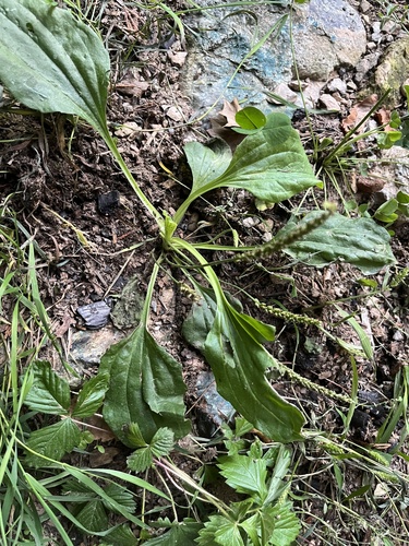 greater plantain
