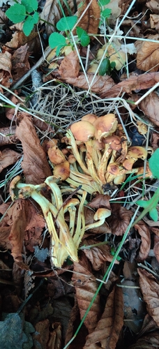 Sulphur Tuft