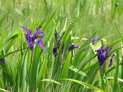 Iris laevigata