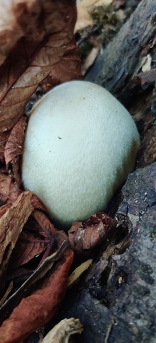 Silky Rosegill