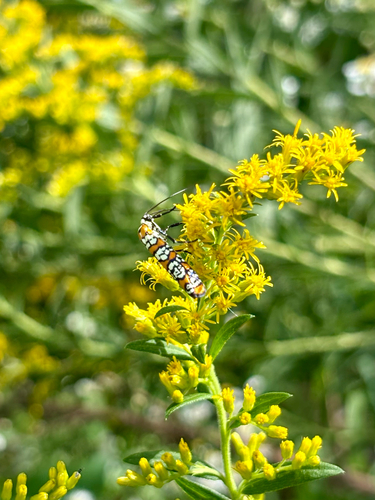 Ailanthus Webworm Moth