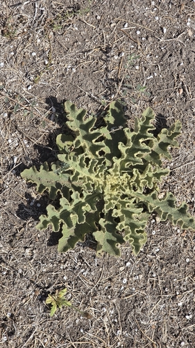 wavyleaf mullein
