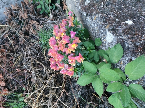 Snapdragon