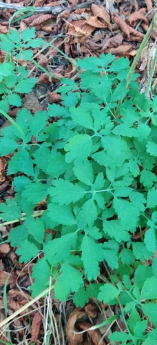 Greater celandine