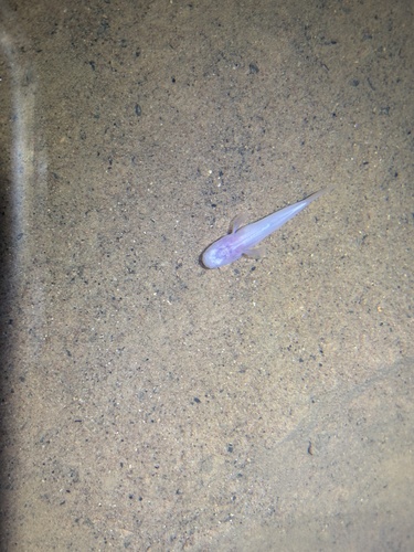 Southern Cavefish