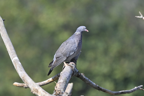 Common Wood-Pigeon