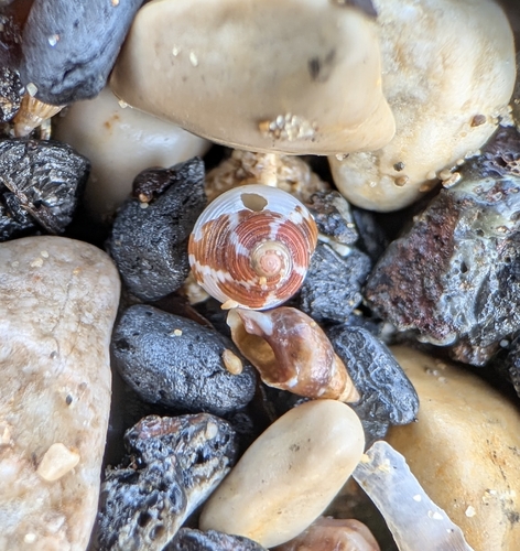 Gibbula turbinoides observed 2026-09-08