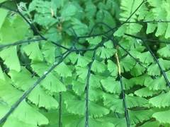 Adiantum aleuticum aleuticum