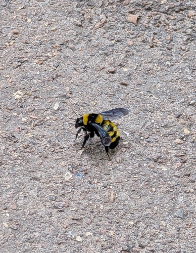 Sonoran Bumble Bee