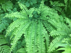 Adiantum aleuticum aleuticum