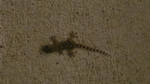 Moorish Gecko