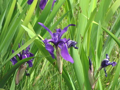 Iris laevigata
