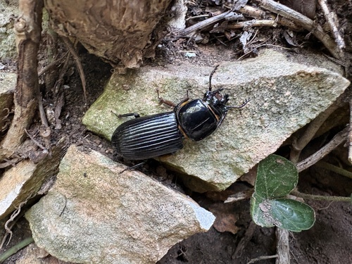 Horned Passalus Beetle