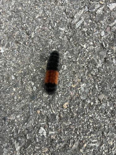 Isabella Tiger Moth