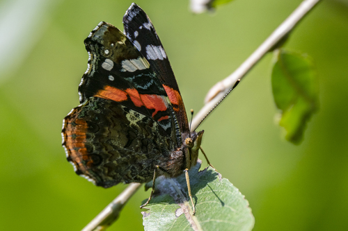 Red Admiral
