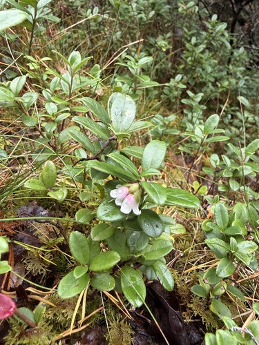 Lingonberry