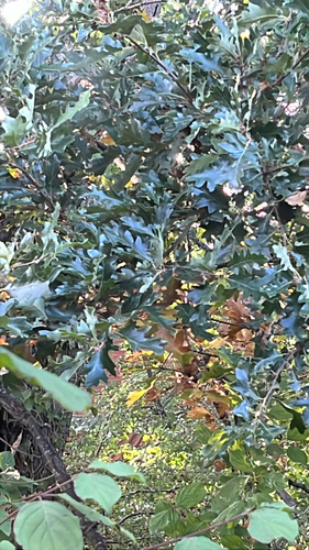 Turkey Oak