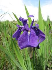 Iris laevigata
