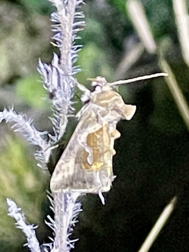 Dewick's Plusia
