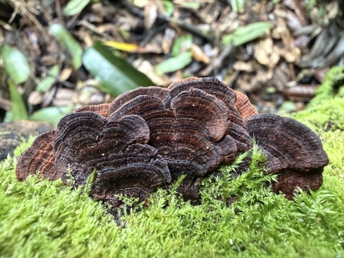 Hymenochaete microcycla observed 2026-09-15