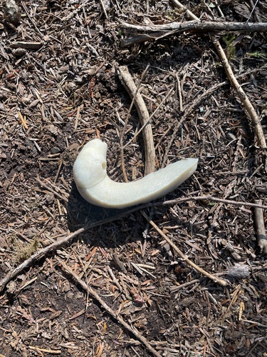 Pacific Banana Slug