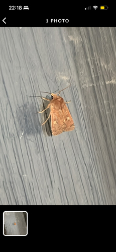 Square-spot Rustic