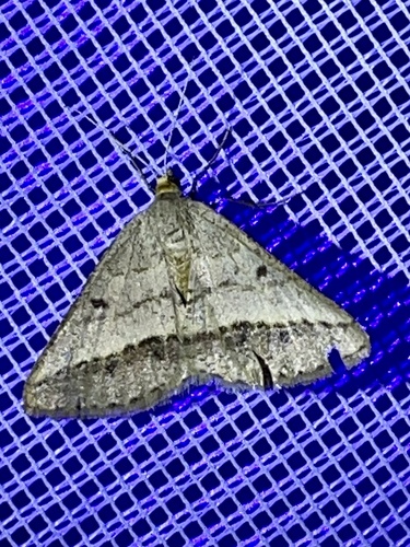 Isturgia arenacearia