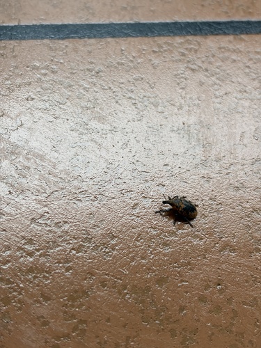 Turbine Cylindrical Weevil
