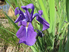 Iris laevigata