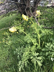 Corydalis nobilis