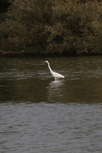Great Egret