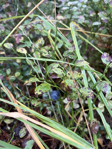 common bilberry
