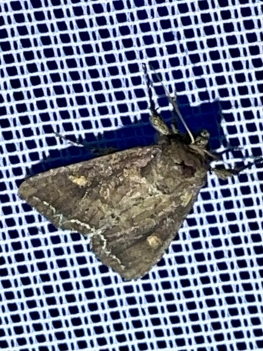Bright-line Brown-eye