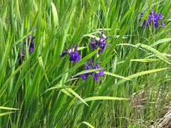 Iris laevigata