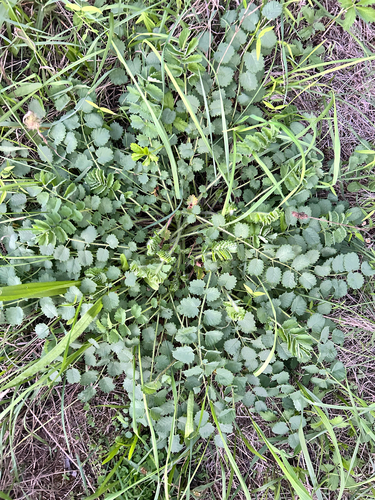 Salad Burnet