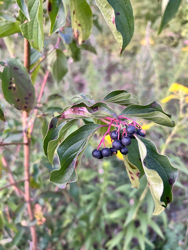 common dogwood