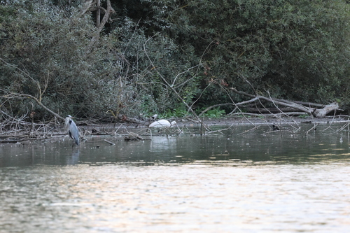 Eurasian Spoonbill