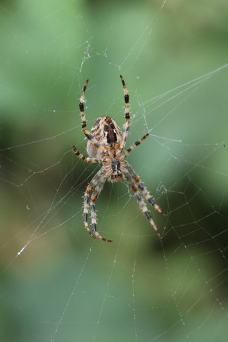 Cross Orbweaver