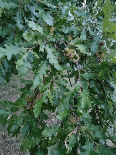 Turkey Oak