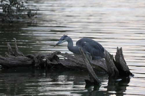 Grey Heron