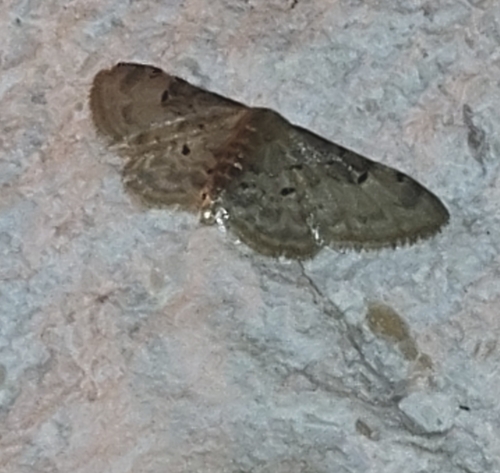 Idaea filicata