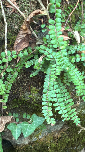 maidenhair spleenwort