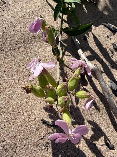 common soapwort
