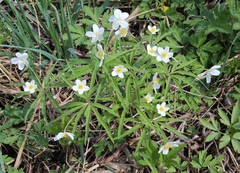 Anemonoides uralensis