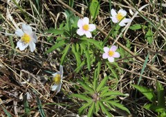 Anemonoides uralensis